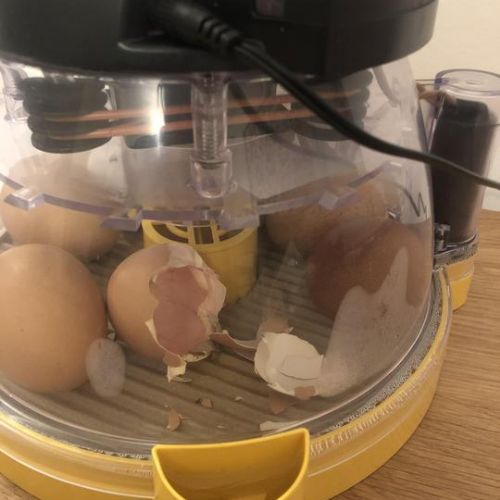 Incubating eggs and hatching chicks ~ March 2020