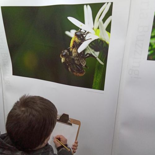 Focus upon Pollinators at The Old Courthouse​​​​​​​