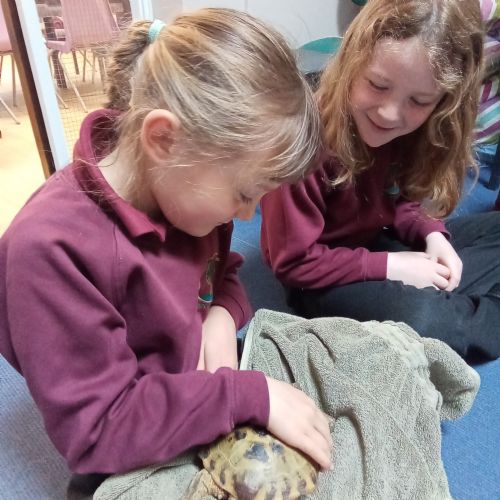 Tortoise Visit